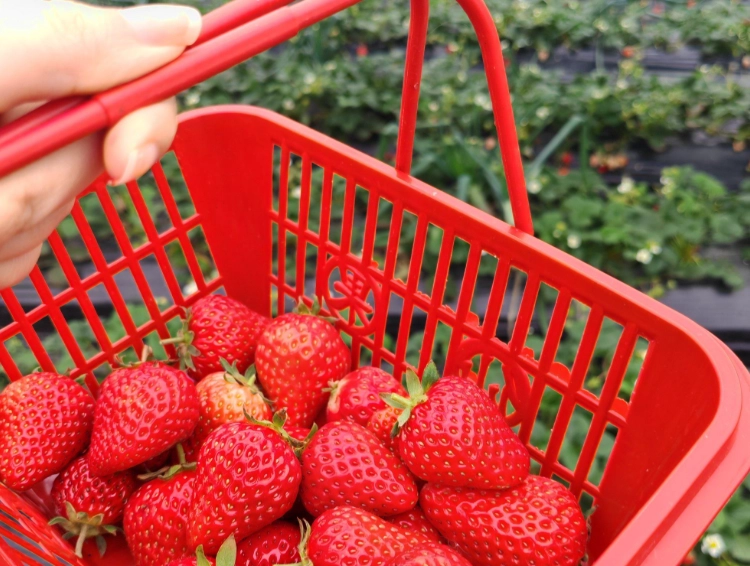 內湖草莓園推薦