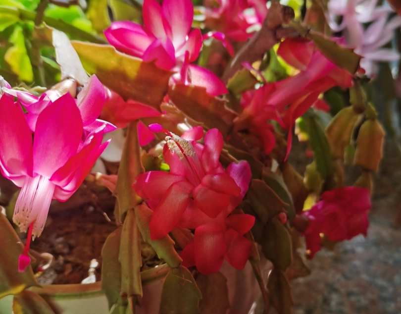 室內植物壽命 室內植物壽命