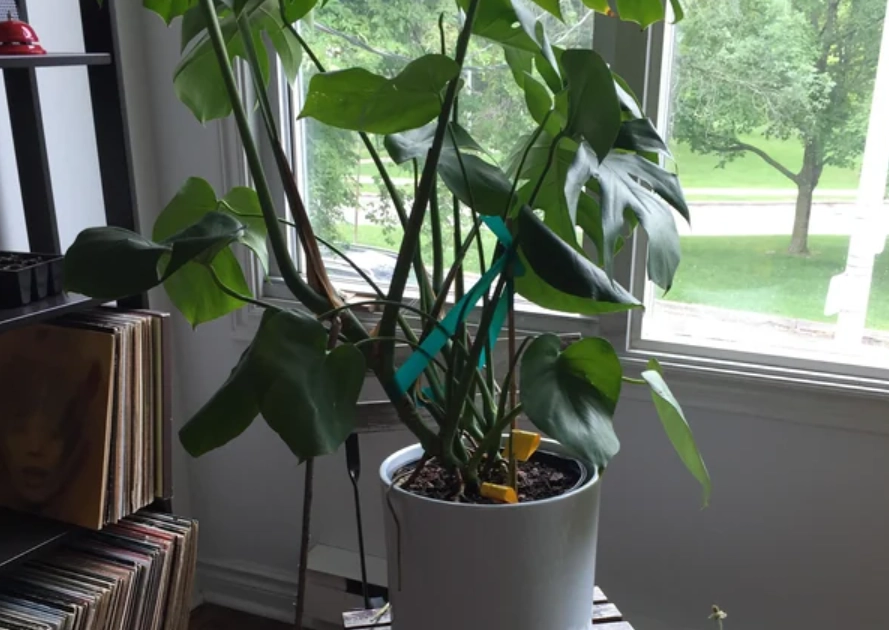 室內植物 氣根 室內植物 氣根