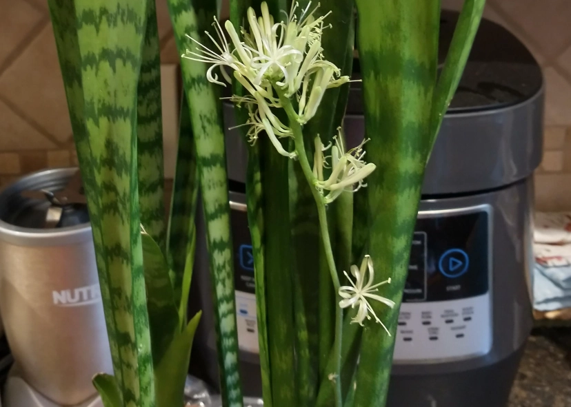 虎尾蘭開花 虎尾蘭開花