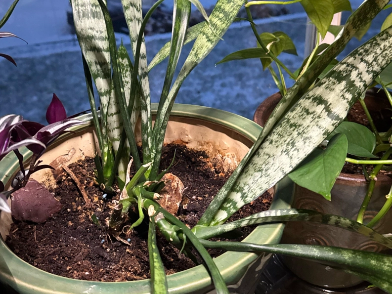 室內植物澆水技巧 室內植物澆水技巧