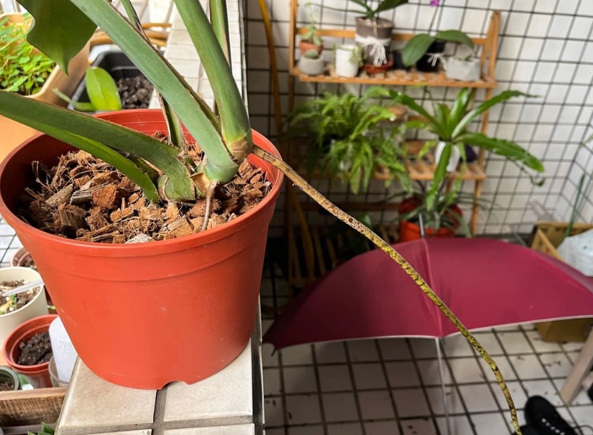 龜背芋 氣根 修剪 龜背芋 氣根 修剪