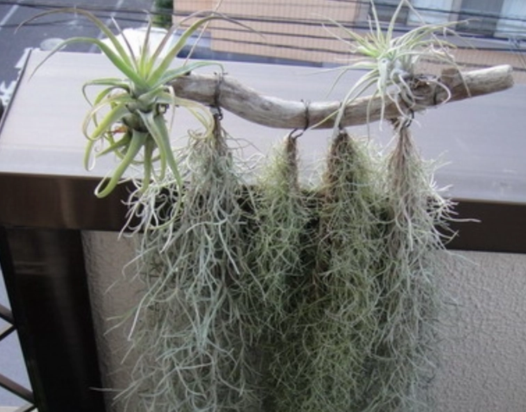 松蘿照顧 松蘿照顧