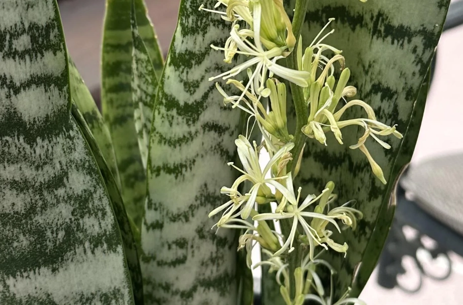 虎尾蘭開花條件