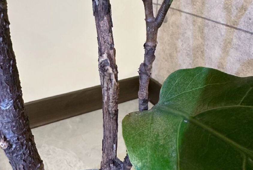 琴葉榕木質化原因 琴葉榕木質化原因