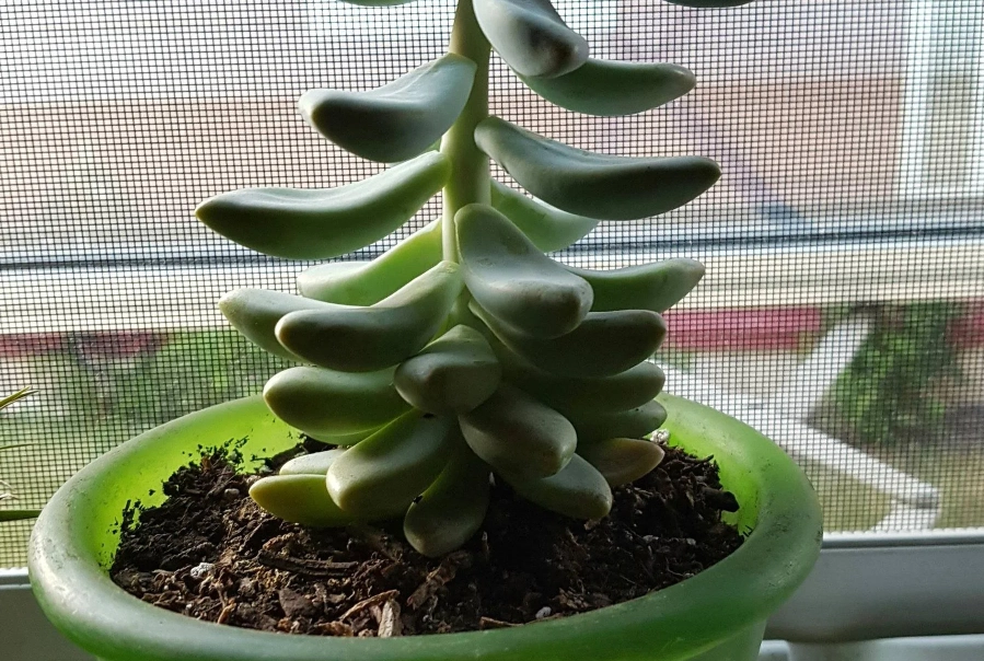 石蓮花徒長處理 石蓮花徒長處理