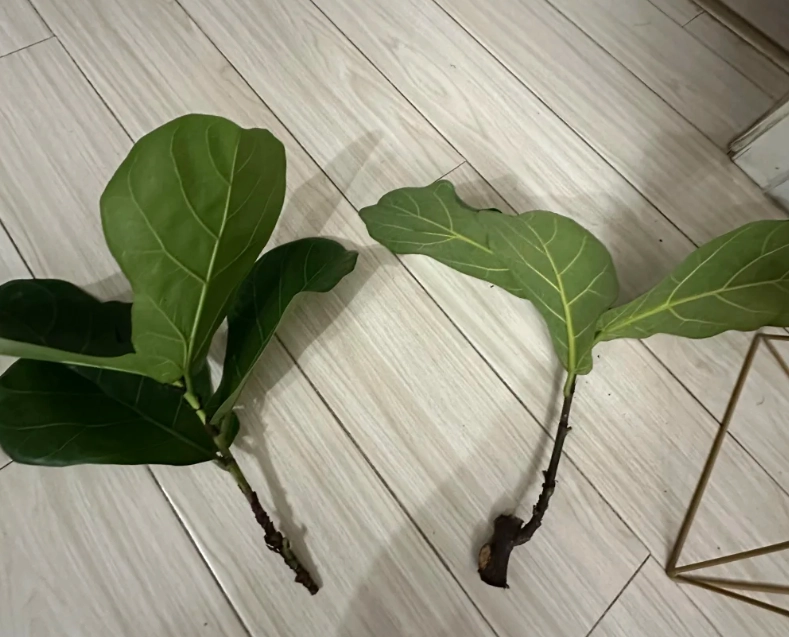 琴葉榕修剪方法 琴葉榕修剪方法