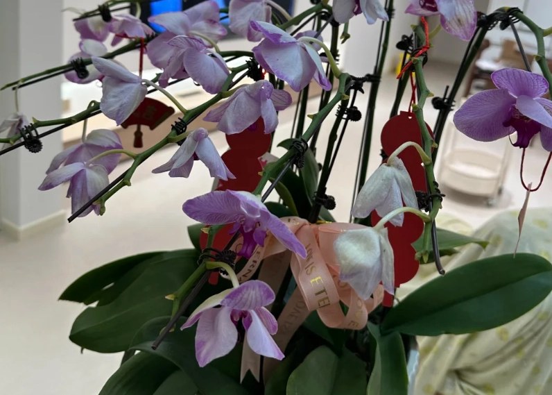 花瓣下垂原因 花瓣下垂原因