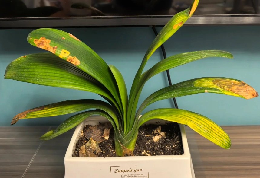 蘭花葉子變黃 蘭花葉子變黃