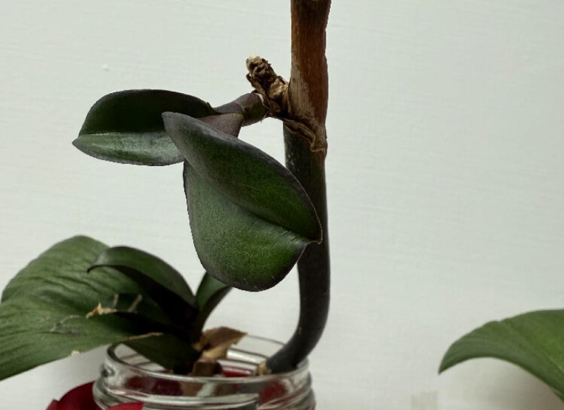 蝴蝶蘭花梗問題