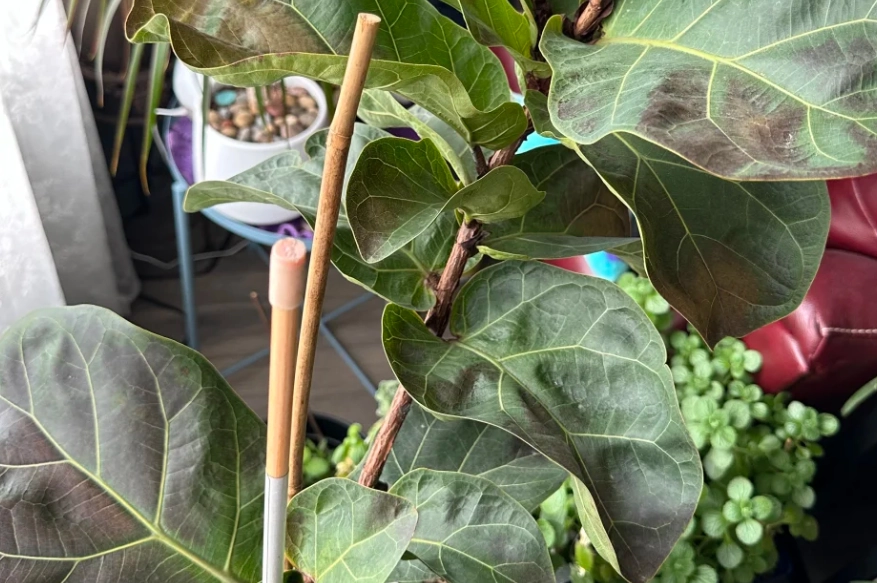 琴葉榕曬傷處理