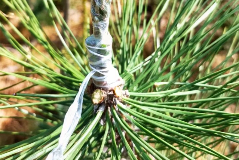 松樹種植技巧