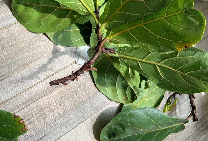 琴葉榕怎麼剪枝 琴葉榕怎麼剪枝