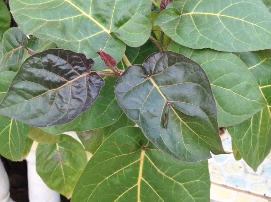 海葡萄葉子捲曲處理 海葡萄葉子捲曲處理