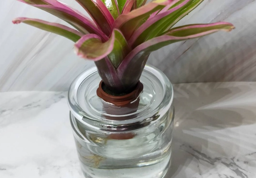 室內水耕植物 室內水耕植物