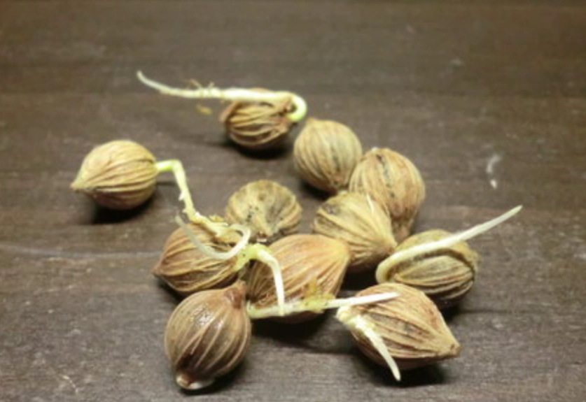 海葡萄種子種植 海葡萄種子種植