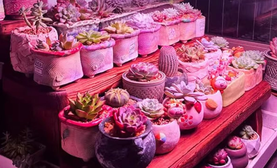 室內多肉植物光照 室內多肉植物光照