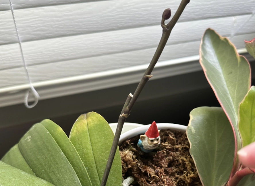 蝴蝶蘭花梗修剪