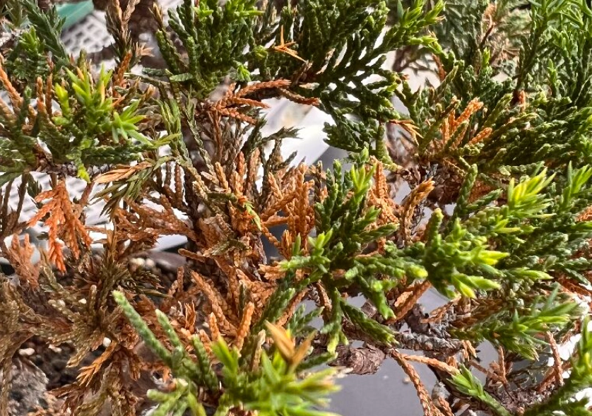 真柏養護技巧 真柏養護技巧