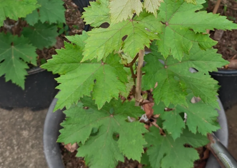 盆栽葡萄樹照顧