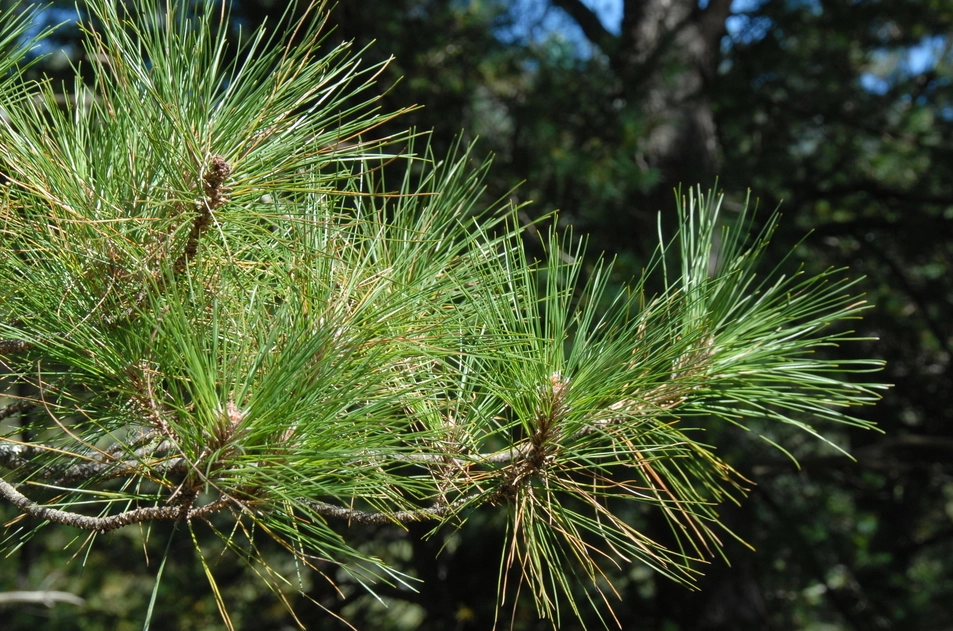 松樹種類 松樹種類