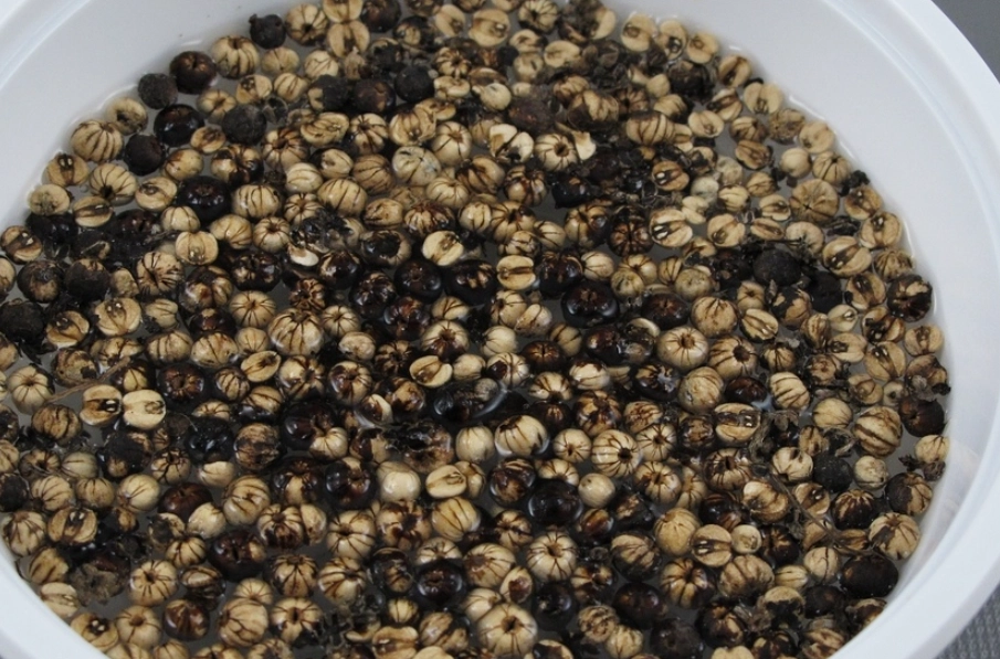 白水木種子發芽