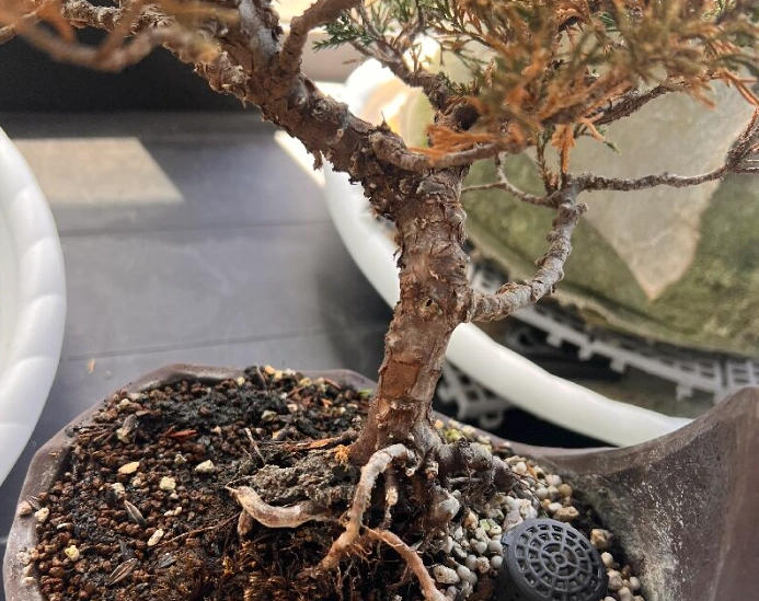 真柏根腐病 真柏根腐病