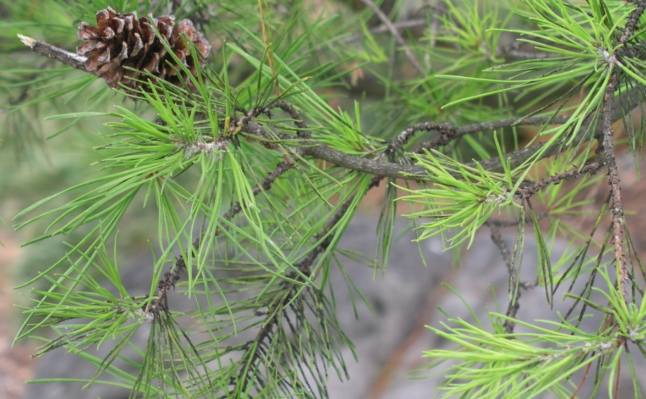 松樹辨識 松樹辨識