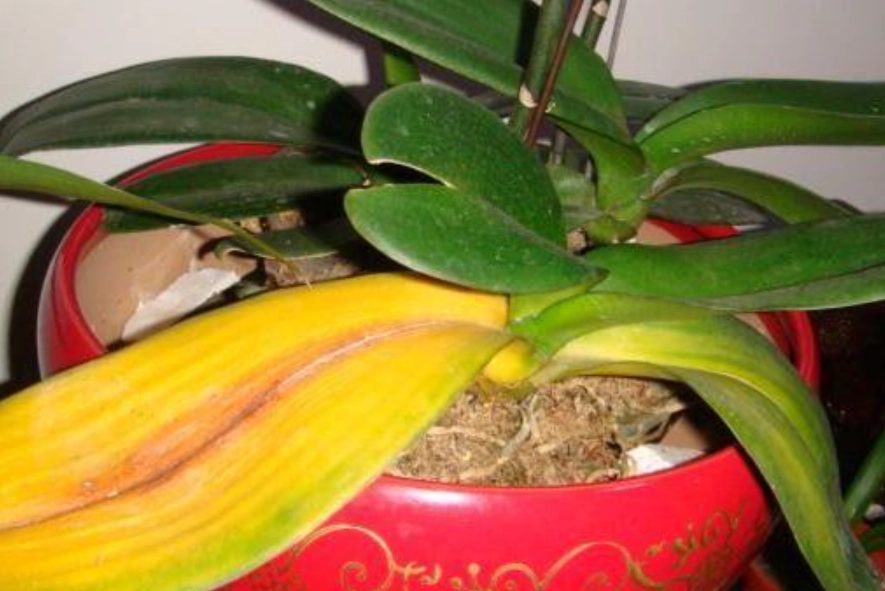 蝴蝶蘭黃葉治療方法