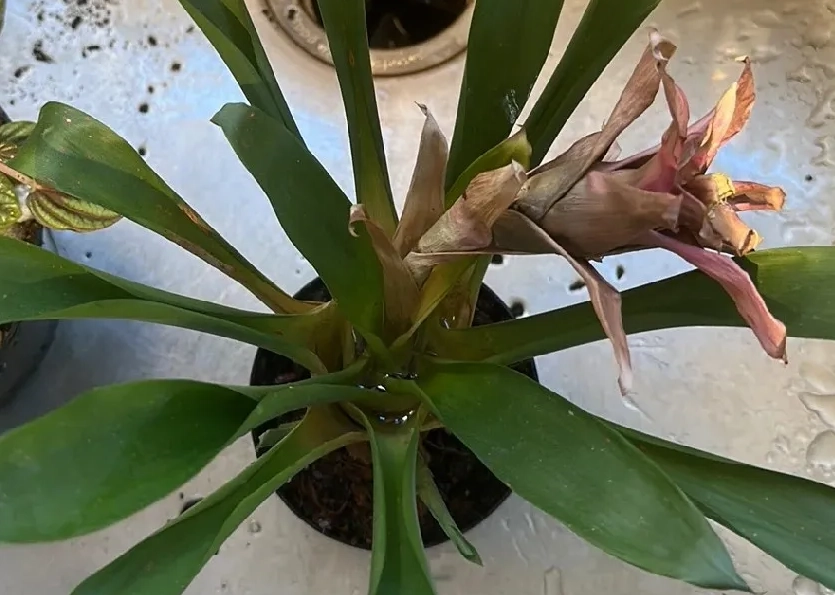 鳳梨花 葉子 枯黃