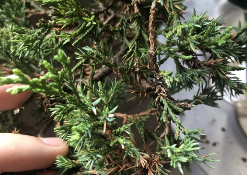 真柏光照不足處理 真柏光照不足處理