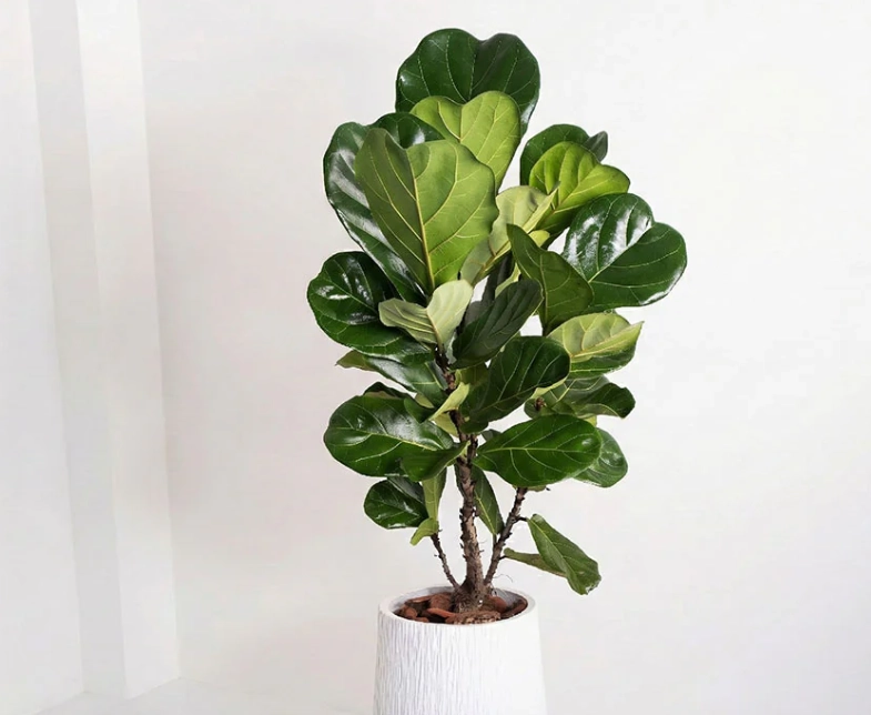 琴葉榕木質化處理 琴葉榕木質化處理