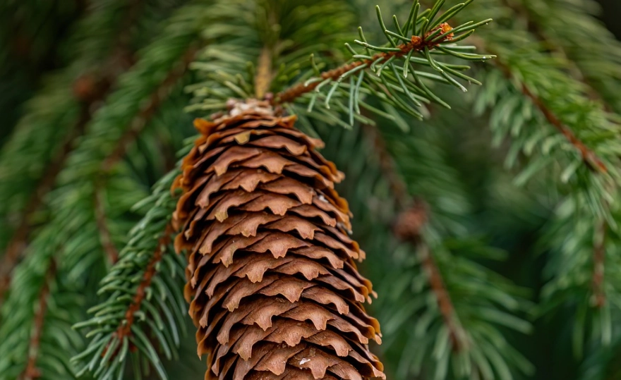 台灣松樹 台灣松樹