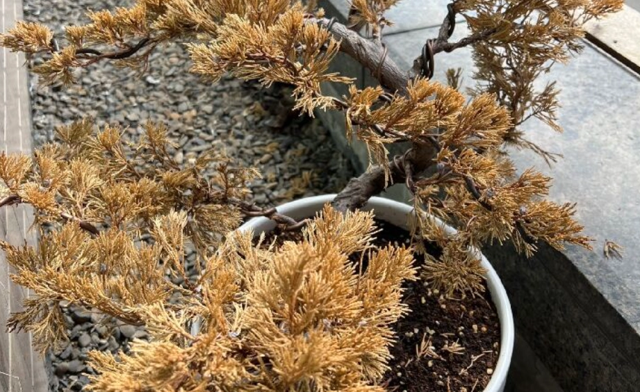 真柏葉子變黃原因