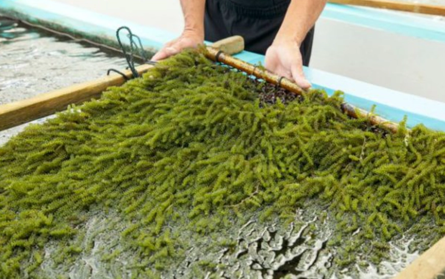 海葡萄生長水質