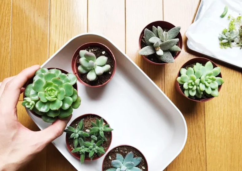 多肉植物養護 多肉植物養護