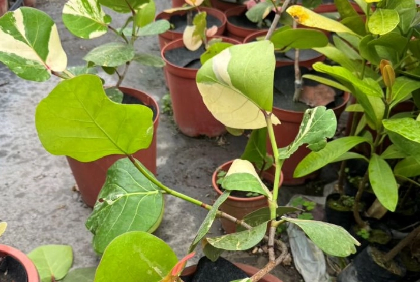 斑葉海葡萄照顾