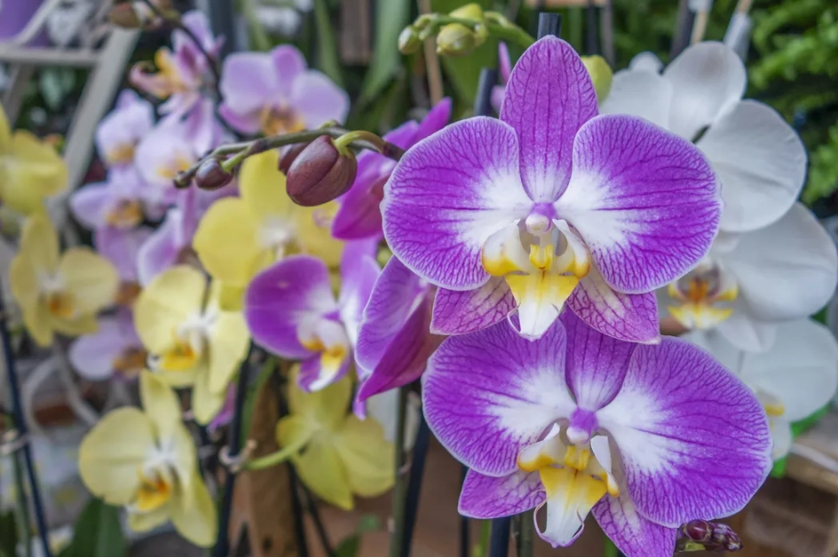 蘭花顏色選擇 蘭花顏色選擇