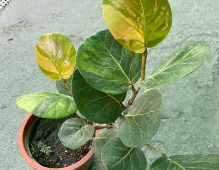 斑葉海葡萄品种