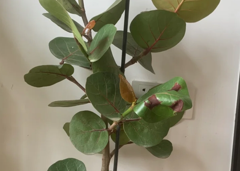 海葡萄葉子捲曲原因 海葡萄葉子捲曲原因