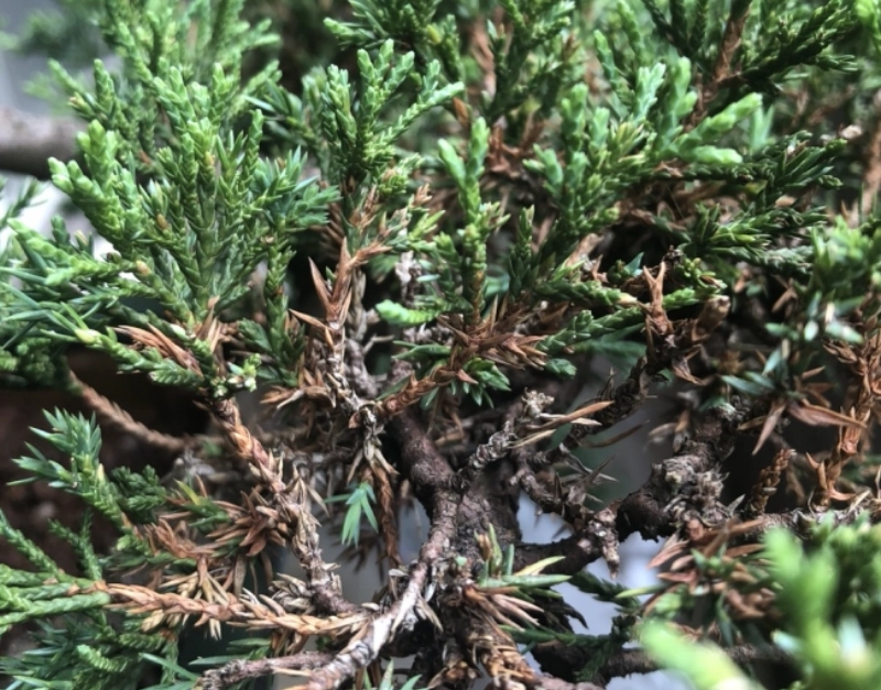 真柏養護日照需求 真柏養護日照需求