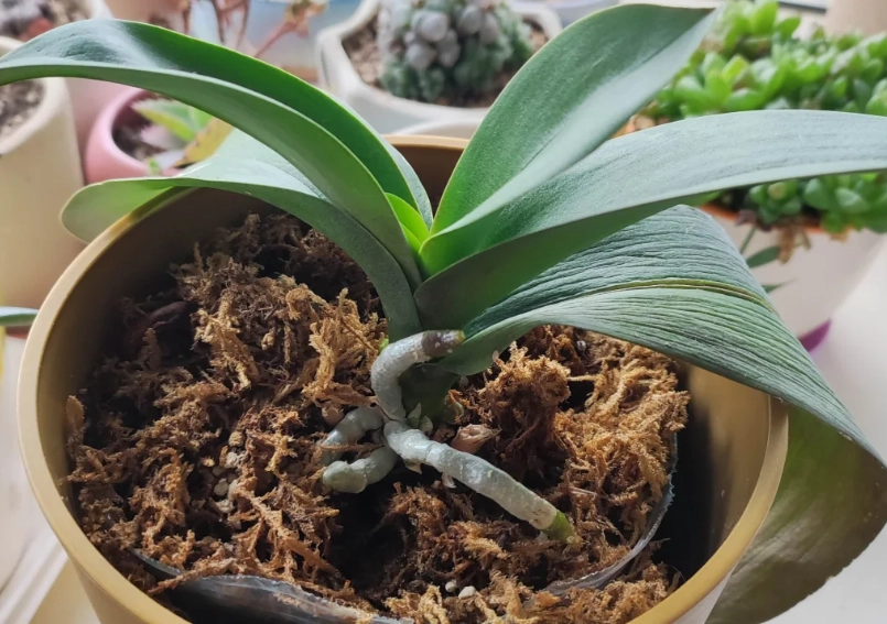 蝴蝶蘭養護技巧