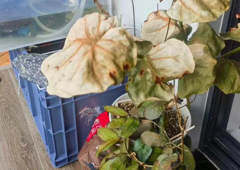 海葡萄葉子變軟