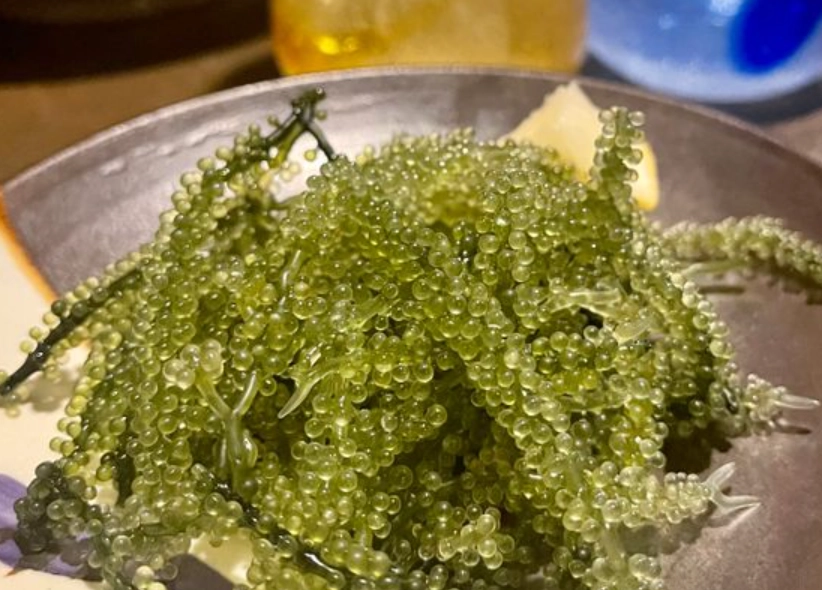 海葡萄營養價值 海葡萄營養價值