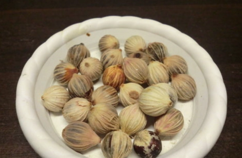 海葡萄種子種植 海葡萄種子種植