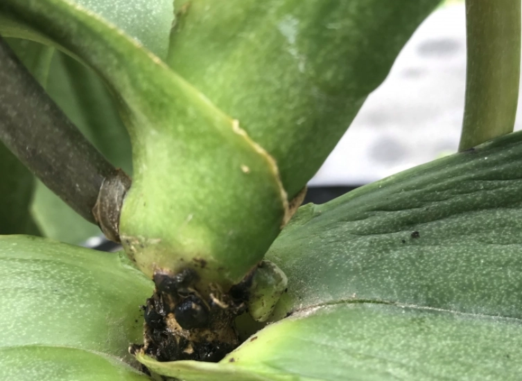 蝴蝶蘭葉子皺皺原因