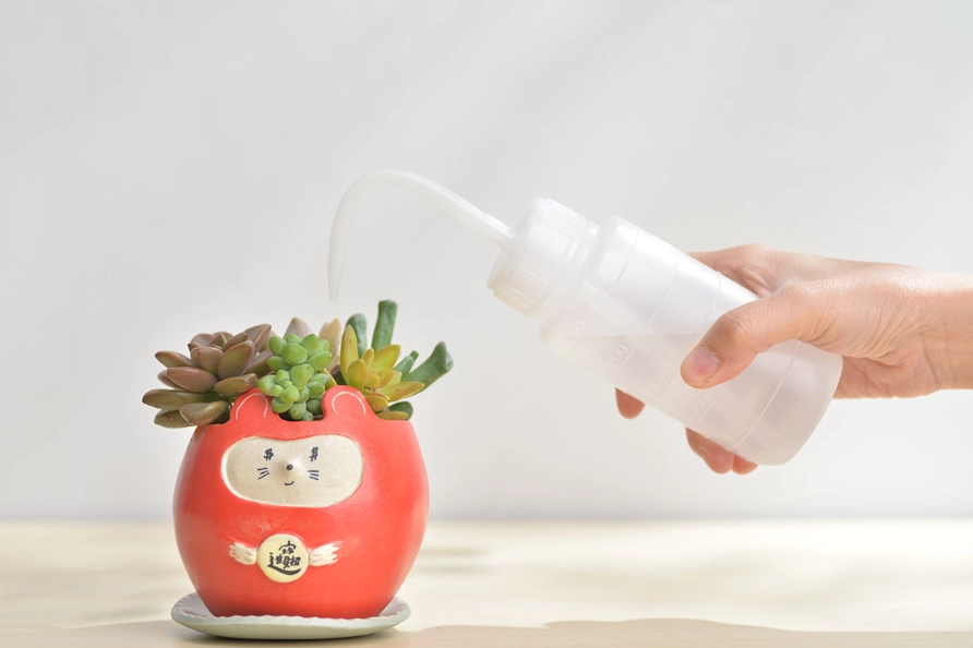 多肉植物澆水技巧 多肉植物澆水技巧