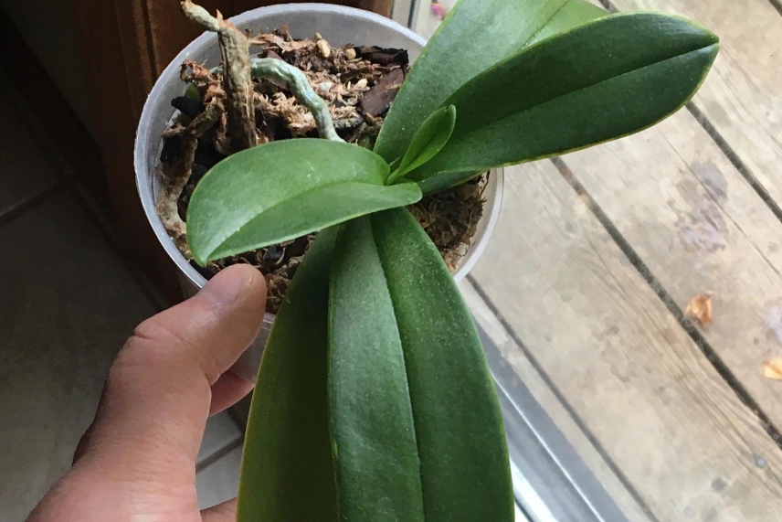 蝴蝶蘭葉子下垂原因 蝴蝶蘭葉子下垂原因