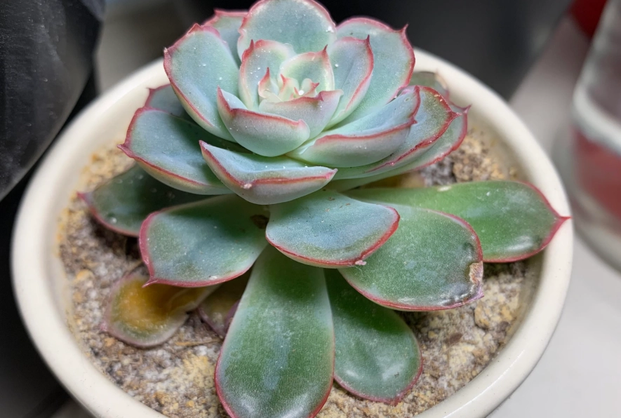 石蓮花澆水注意事項