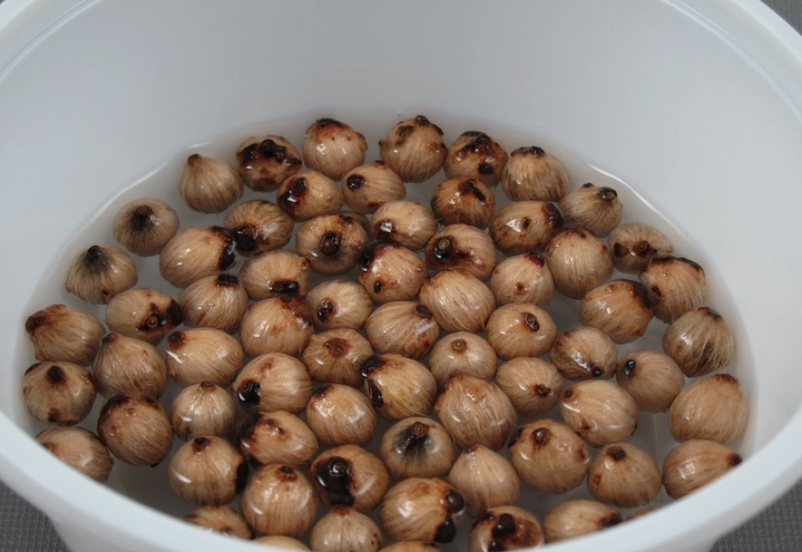 海葡萄種子種植 海葡萄種子種植